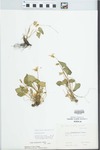 Viola pratincola Greene by Ilse Smilie