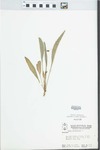 Viola lanceolata L. by Pichon and McClain