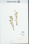 Viola pedatifida G. Don by Ilse Smilie