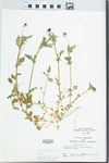 Viola tricolor L. by Kim Kobriger