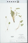 Viola sagittata Ait. by John E. Ebinger