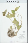 Viola pubescens var. pubescens Aiton