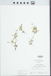 Viola rafinesquii Greene by Randy W. Nyboer