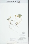 Viola triloba Schwein. by Randy W. Nyboer