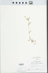 Viola rafinesquii Greene by Randy W. Nyboer