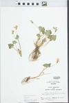 Viola sororia Willd. by John Gerard