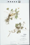 Viola missouriensis Greene by Randy W. Nyboer