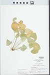Viola pratincola Greene by Randy W. Nyboer