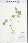 Viola pubescens var. eriocarpa (Schwein.) N.H.Russell by Randy W. Nyboer
