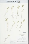 Viola rafinesquii Greene
