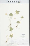 Viola triloba var. dilatata (Elliot) Brainerd by Randy W. Nyboer