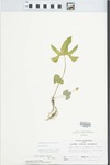 Viola triloba var. dilatata (Elliot) Brainerd by Randy W. Nyboer
