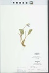 Viola pratincola Greene by W. McClain