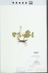Viola pratincola Greene by W. McClain