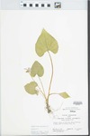 Viola sororia Willd. by John E. Ebinger