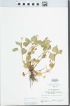 Viola striata Aiton by John E. Ebinger