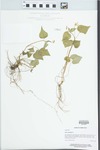 Viola canadensis L. by Leslie J. Mehrhoff