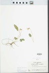 Viola sagittata Ait. by R. N. Riegel Harrison