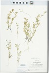 Viola rafinesquii Greene