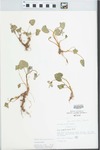 Viola pratincola Greene
