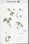 Viola affinis LeConte