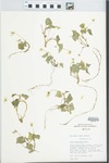 Viola pensylvanica Michx. by Loy R. Phillippe