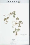 Viola triloba Schwein. by Loy R. Phillippe