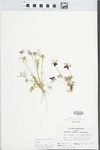 Viola pedata L. by Randy L. Vogel