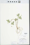 Viola pubescens var. eriocarpa (Schwein.) N.H.Russell by Randy L. Vogel