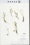 Viola lanceolata L. by John E. Ebinger