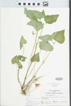 Viola pubescens var. eriocarpa (Schwein.) N.H.Russell