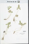 Viola palmata L. by Loy R. Phillippe