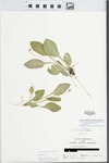 Viola primulifolia L. by John E. Ebinger