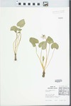 Viola sororia Willd. by Barry Krasner