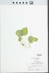 Viola pallens (Banks ex Ging) Brainerd by John E. Ebinger