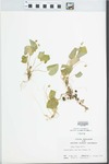 Viola blanda Willd. by John E. Ebinger