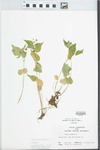 Viola canadensis L. by John E. Ebinger