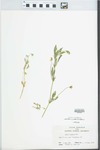 Viola arvensis Murray by John E. Ebinger