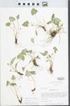 Viola sororia Willd. by Loy R. Phillippe