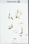 Viola lanceolata L. by John E. Ebinger