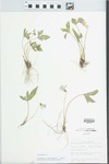 Viola triloba Schwein. by John E. Ebinger