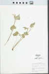 Viola canadensis L.