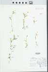 Viola rafinesquii Greene by Zhang Xiaoling
