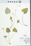 Viola papilionacea Pursh p.p. by Gary Birch