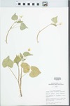 Viola pubescens Aiton by Mary C. Hruska