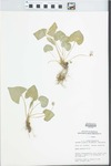Viola sororia Willd. by Mary C. Hruska