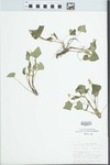 Viola pubescens Aiton