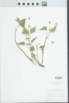 Viola pubescens var. pubescens Aiton by John E. Ebinger