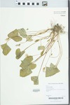 Viola sororia Willd. by Kerry Barringer