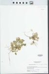Viola conspersa Rchb. by J. G. Barbour, J. Focht, and Gordon C. Tucker